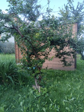 Коллективный сад номер 7, участок 58 в Верхней Туре - verhnyaya-tura.yutvil.ru - фото 28