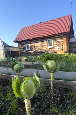 СНТ Дорожник, 97 в Верхней Туре - verhnyaya-tura.yutvil.ru - фото 19