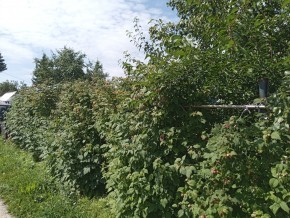 СНТ Медик-2 в Верхней Туре - verhnyaya-tura.yutvil.ru - фото 2