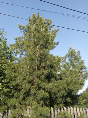 ул. Полынная,29 в Верхней Туре - verhnyaya-tura.yutvil.ru - фото 18 ул. Полынная,29 в Верхней Туре - verhnyaya-tura.yutvil.ru - фото 18